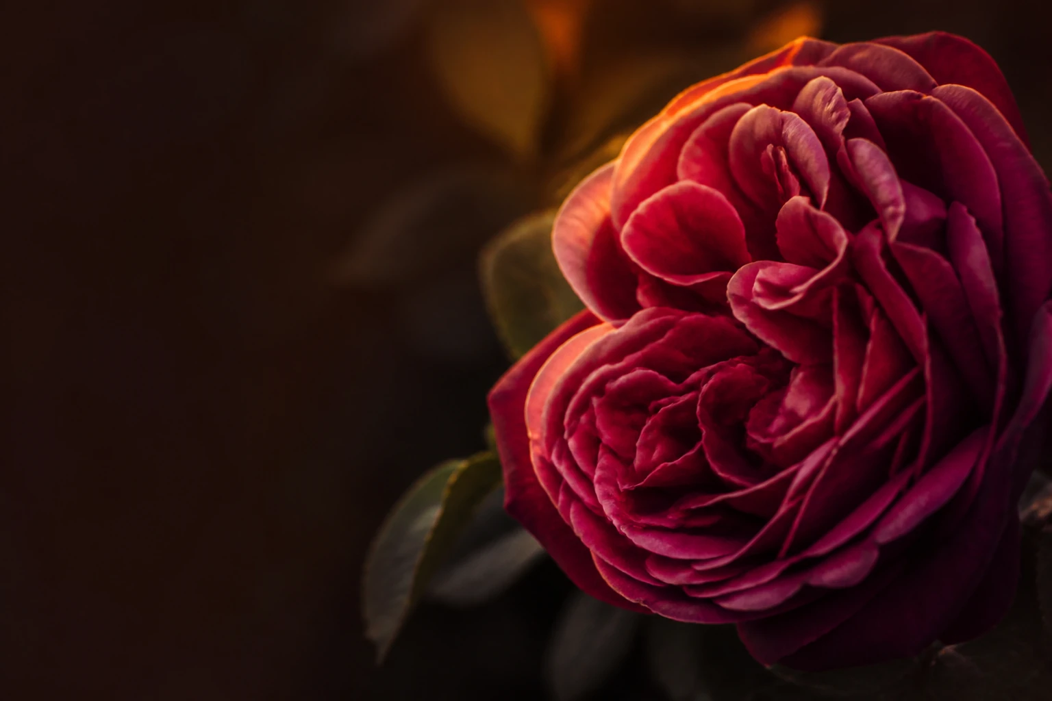 A rose, symbolising womb and lineage work